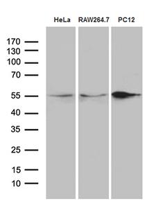 SNX4 Antibody - Western blot analysis of extracts. (35ug) from 3 different cell lines by using anti-SNX4 monoclonal antibody. (1:500)