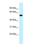 SNX4 Antibody - SNX4 antibody Western blot of 1 Cell lysate. Antibody concentration 1 ug/ml.  This image was taken for the unconjugated form of this product. Other forms have not been tested.