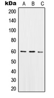 SNX4 Antibody - Western blot analysis of SNX4 expression in THP1 (A); Raw264.7 (B); PC12 (C) whole cell lysates.