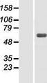 SNX4 Protein - Western validation with an anti-DDK antibody * L: Control HEK293 lysate R: Over-expression lysate