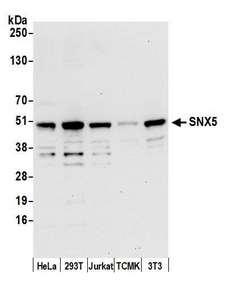 SNX5 Antibody - Detection of human and mouse SNX5 by western blot. Samples: Whole cell lysate (15 µg) from HeLa, HEK293T, Jurkat, mouse TCMK-1, and mouse NIH 3T3 cells prepared using NETN lysis buffer. Antibody: Affinity purified rabbit anti-SNX5 antibody used for WB at 0.1 µg/ml. Detection: Chemiluminescence with an exposure time of 30 seconds.