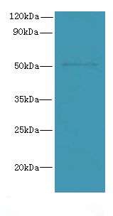 SNX6 Antibody - Western blot. All lanes: SNX6 antibody at 4 ug/ml+ HeLa whole cell lysate Goat polyclonal to rabbit at 1:10000 dilution. Predicted band size: 47 kDa. Observed band size: 47 kDa.