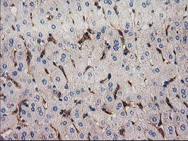 SNX8 Antibody - IHC of paraffin-embedded Human liver tissue using anti-SNX8 mouse monoclonal antibody.