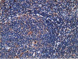 SNX8 Antibody - IHC of paraffin-embedded Human lymph node tissue using anti-SNX8 mouse monoclonal antibody.