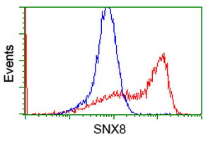 SNX8 Antibody - HEK293T cells transfected with either overexpress plasmid (Red) or empty vector control plasmid (Blue) were immunostained by anti-SNX8 antibody, and then analyzed by flow cytometry.