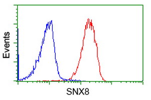 SNX8 Antibody - Flow cytometry of Jurkat cells, using anti-SNX8 antibody (Red), compared to a nonspecific negative control antibody (Blue).