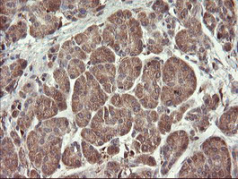SNX8 Antibody - IHC of paraffin-embedded Human pancreas tissue using anti-SNX8 mouse monoclonal antibody.