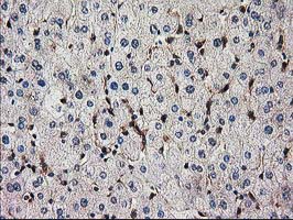 SNX8 Antibody - IHC of paraffin-embedded Human liver tissue using anti-SNX8 mouse monoclonal antibody. (Heat-induced epitope retrieval by 10mM citric buffer, pH6.0, 100C for 10min).