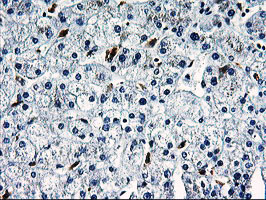 SNX8 Antibody - IHC of paraffin-embedded Human liver tissue using anti-SNX8 mouse monoclonal antibody.