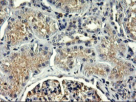 SNX8 Antibody - IHC of paraffin-embedded Human Kidney tissue using anti-SNX8 mouse monoclonal antibody.
