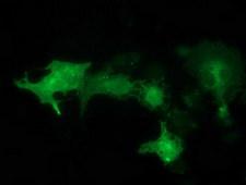 SNX8 Antibody - Anti-SNX8 mouse monoclonal antibody immunofluorescent staining of COS7 cells transiently transfected by pCMV6-ENTRY SNX8.