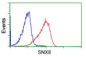 SNX8 Antibody - Flow cytometry of Jurkat cells, using anti-SNX8 antibody (Red), compared to a nonspecific negative control antibody (Blue).