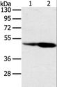 SNX8 Antibody - Western blot analysis of Hepg2 and HeLa cell, using SNX8 Polyclonal Antibody at dilution of 1:400.