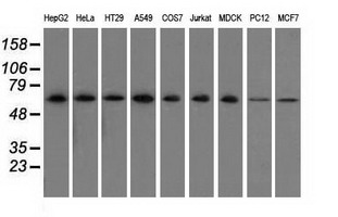 SNX9 / WISP Antibody - Western blot of extracts (35 ug) from 9 different cell lines by using anti-SNX9 monoclonal antibody.