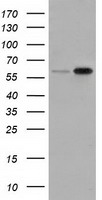 SNX9 / WISP Antibody - HEK293T cells were transfected with the pCMV6-ENTRY control (Left lane) or pCMV6-ENTRY SNX9 (Right lane) cDNA for 48 hrs and lysed. Equivalent amounts of cell lysates (5 ug per lane) were separated by SDS-PAGE and immunoblotted with anti-SNX9.