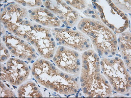SNX9 / WISP Antibody - Immunohistochemical staining of paraffin-embedded Human Kidney tissue using anti-SNX9 mouse monoclonal antibody. (Dilution 1:50).