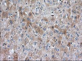 SNX9 / WISP Antibody - Immunohistochemical staining of paraffin-embedded Human liver tissue using anti-SNX9 mouse monoclonal antibody. (Dilution 1:50).