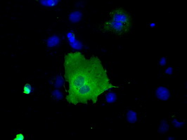 SNX9 / WISP Antibody - Anti-SNX9 mouse monoclonal antibody  immunofluorescent staining of COS7 cells transiently transfected by pCMV6-ENTRY SNX9.