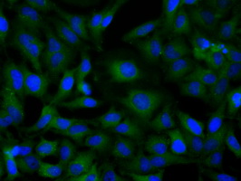SNX9 / WISP Antibody - Immunofluorescent staining of HeLa cells using anti-SNX9 mouse monoclonal antibody.