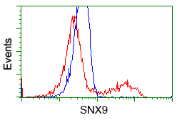 SNX9 / WISP Antibody - HEK293T cells transfected with either overexpress plasmid (Red) or empty vector control plasmid (Blue) were immunostained by anti-SNX9 antibody, and then analyzed by flow cytometry.