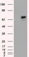SNX9 / WISP Antibody - HEK293T cells were transfected with the pCMV6-ENTRY control (Left lane) or pCMV6-ENTRY SNX9 (Right lane) cDNA for 48 hrs and lysed. Equivalent amounts of cell lysates (5 ug per lane) were separated by SDS-PAGE and immunoblotted with anti-SNX9.