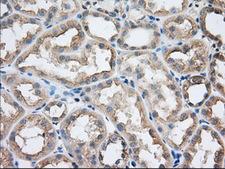 SNX9 / WISP Antibody - IHC of paraffin-embedded Human Kidney tissue using anti-SNX9 mouse monoclonal antibody. (Dilution 1:50).