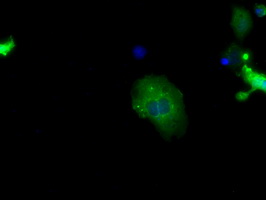 SNX9 / WISP Antibody - Anti-SNX9 mouse monoclonal antibody  immunofluorescent staining of COS7 cells transiently transfected by pCMV6-ENTRY SNX9.