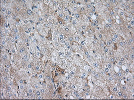 SNX9 / WISP Antibody - IHC of paraffin-embedded Human liver tissue using anti-SNX9 mouse monoclonal antibody. (Dilution 1:50).