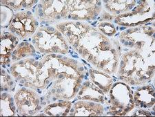 SNX9 / WISP Antibody - IHC of paraffin-embedded Human Kidney tissue using anti-SNX9 mouse monoclonal antibody. (Dilution 1:50).