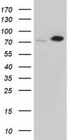 SNX9 / WISP Antibody - HEK293T cells were transfected with the pCMV6-ENTRY control (Left lane) or pCMV6-ENTRY SNX9 (Right lane) cDNA for 48 hrs and lysed. Equivalent amounts of cell lysates (5 ug per lane) were separated by SDS-PAGE and immunoblotted with anti-SNX9.