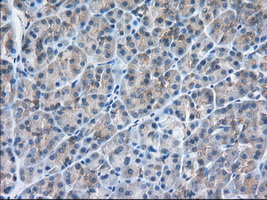 SNX9 / WISP Antibody - Immunohistochemical staining of paraffin-embedded Human pancreas tissue using anti-SNX9 mouse monoclonal antibody. (Dilution 1:50).