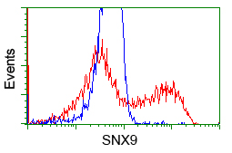 SNX9 / WISP Antibody - HEK293T cells transfected with either overexpress plasmid (Red) or empty vector control plasmid (Blue) were immunostained by anti-SNX9 antibody, and then analyzed by flow cytometry.