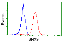 SNX9 / WISP Antibody - Flow cytometric Analysis of Hela cells, using anti-SNX9 antibody, (Red), compared to a nonspecific negative control antibody, (Blue).