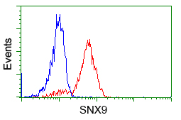 SNX9 / WISP Antibody - Flow cytometric Analysis of Jurkat cells, using anti-SNX9 antibody, (Red), compared to a nonspecific negative control antibody, (Blue).
