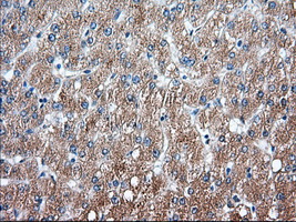 SNX9 / WISP Antibody - IHC of paraffin-embedded Human liver tissue using anti-SNX9 mouse monoclonal antibody. (Dilution 1:50).