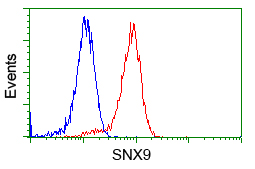 SNX9 / WISP Antibody - Flow cytometry of Jurkat cells, using anti-SNX9 antibody, (Red), compared to a nonspecific negative control antibody, (Blue).