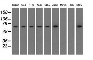 SNX9 / WISP Antibody - Western blot of extracts (35 ug) from 9 different cell lines by using anti-SNX9 monoclonal antibody.