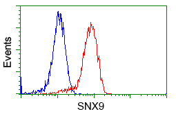 SNX9 / WISP Antibody - Flow cytometry of Jurkat cells, using anti-SNX9 antibody, (Red), compared to a nonspecific negative control antibody, (Blue).