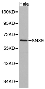 SNX9 / WISP Antibody - Western blot analysis of Hela cell lysate.