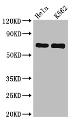 SNX9 / WISP Antibody - Positive WB detected in:Hela whole cell lysate,K562 whole cell lysate;All lanes:SNX9 antibody at 6.2ug/ml;Secondary;Goat polyclonal to rabbit IgG at 1/50000 dilution;Predicted band size: 67 kDa;Observed band size: 67 kDa;
