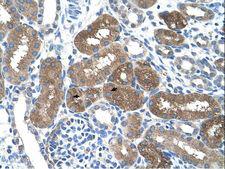 SOCS1 Antibody - SOCS1 antibody ARP42147_T100-NP_003736-SOCS1(suppressor of cytokine signaling 1) Antibody was used in IHC to stain formalin-fixed, paraffin-embedded human kidney.  This image was taken for the unconjugated form of this product. Other forms have not been tested.