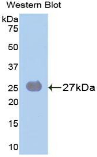 SOCS3 Antibody - Western blot of recombinant SOCS3.  This image was taken for the unconjugated form of this product. Other forms have not been tested.