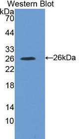 SOCS3 Antibody