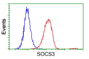 SOCS3 Antibody - Flow cytometry of HeLa cells, using anti-SOCS3 antibody (Red), compared to a nonspecific negative control antibody (Blue).