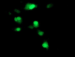 SOCS3 Antibody - Anti-SOCS3 mouse monoclonal antibody immunofluorescent staining of COS7 cells transiently transfected by pCMV6-ENTRY SOCS3.