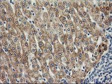 SOCS3 Antibody - IHC of paraffin-embedded Human liver tissue using anti-SOCS3 mouse monoclonal antibody.