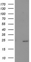 SOCS3 Antibody - HEK293T cells were transfected with the pCMV6-ENTRY control (Left lane) or pCMV6-ENTRY SOCS3 (Right lane) cDNA for 48 hrs and lysed. Equivalent amounts of cell lysates (5 ug per lane) were separated by SDS-PAGE and immunoblotted with anti-SOCS3.