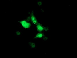 SOCS3 Antibody - Anti-SOCS3 mouse monoclonal antibody immunofluorescent staining of COS7 cells transiently transfected by pCMV6-ENTRY SOCS3.