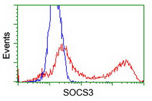 SOCS3 Antibody - HEK293T cells transfected with either overexpress plasmid (Red) or empty vector control plasmid (Blue) were immunostained by anti-SOCS3 antibody, and then analyzed by flow cytometry.
