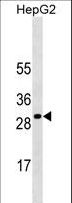 SOCS3 Antibody - SOCS3 Antibody western blot of HepG2 cell line lysates (35 ug/lane). The SOCS3 antibody detected the SOCS3 protein (arrow).